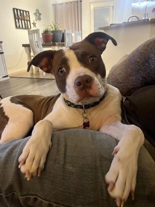 Penny 51616, ADOPTABLE, Adult Female Mixed Breed.