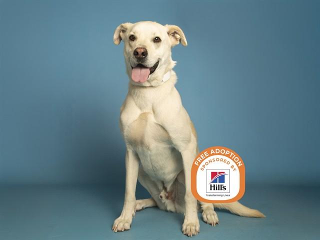 SARGE, Adoptable, Young Male Husky & Labrador Retriever.