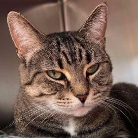 Enlarge Marley, a Adoptable Domestic Short Hair in Milan, IL image 1/2