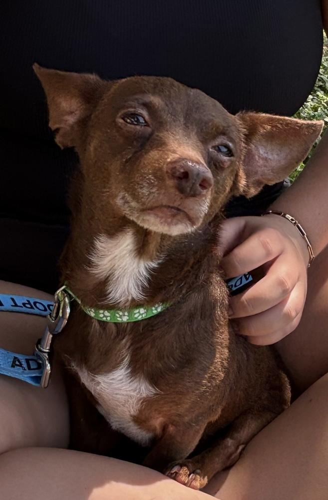 Patsy, Adoptable, Adult Female Chihuahua.