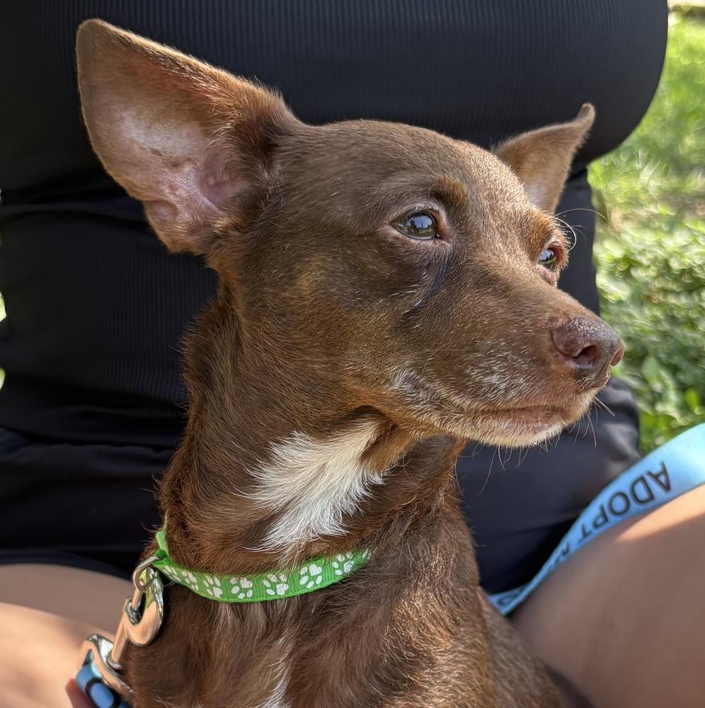Patsy, a Adoptable mixed breed in New Braunfels, TX image 2/3