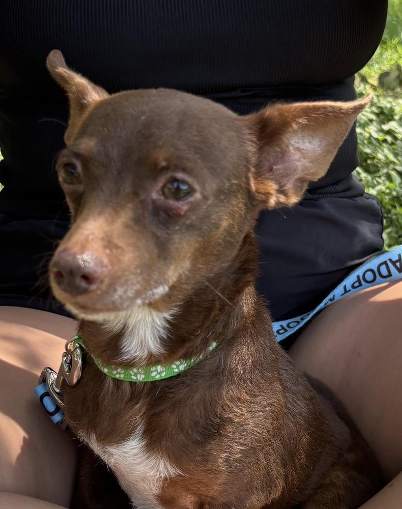 Patsy, a Adoptable mixed breed in New Braunfels, TX image 3/3