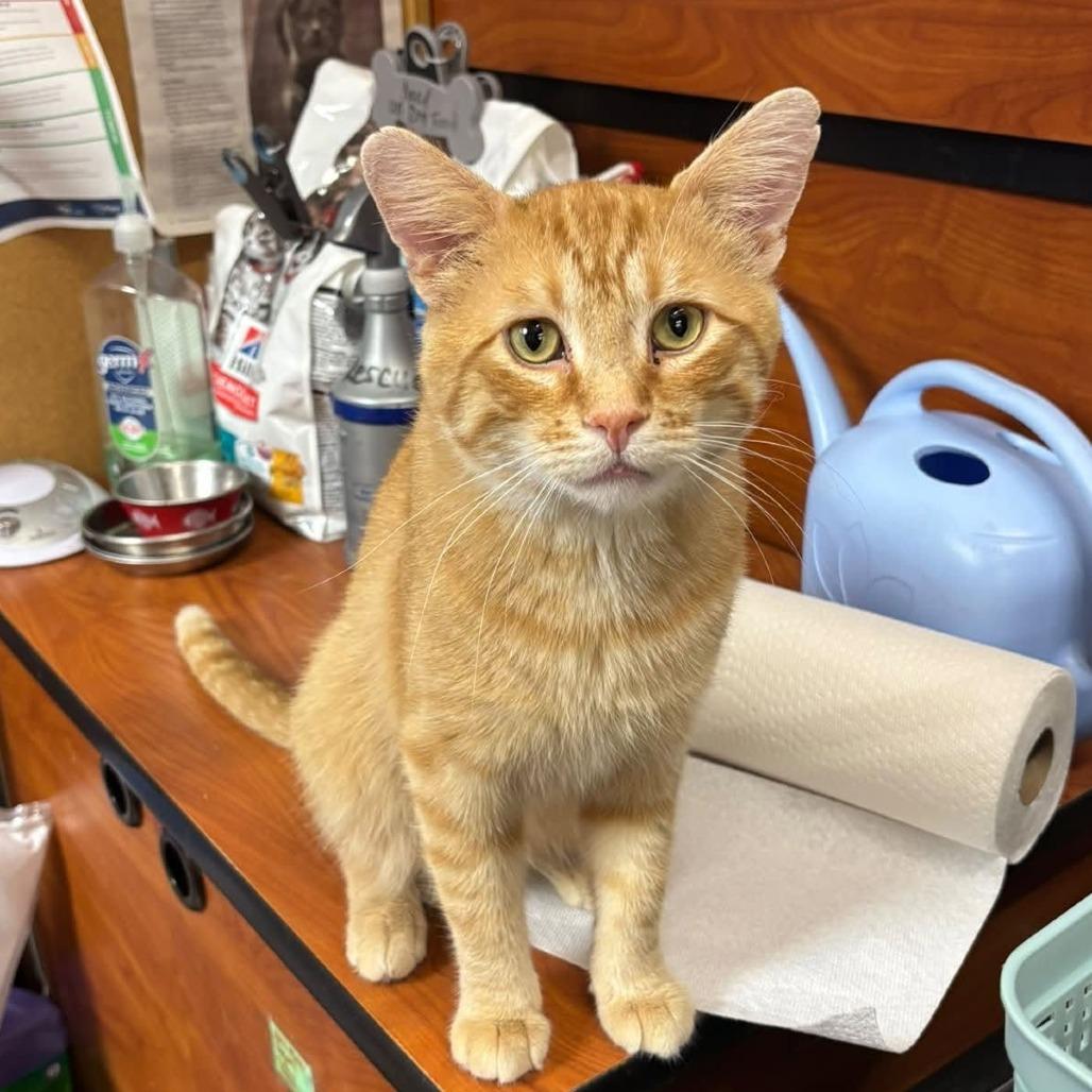 Pedro Pascal, Adoptable, Young Male Domestic Short Hair.