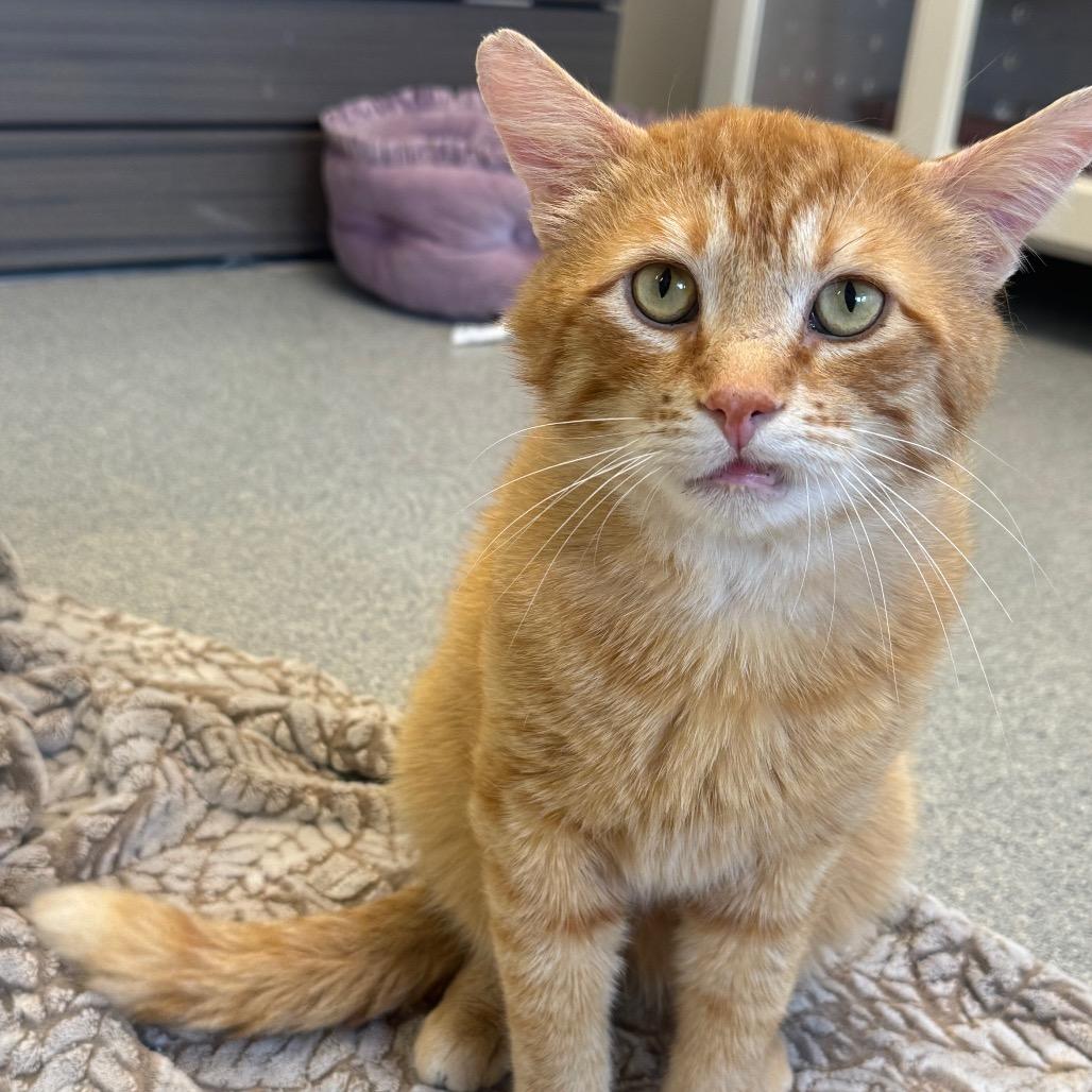 Pedro Pascal, Adoptable, Young Male Domestic Short Hair.