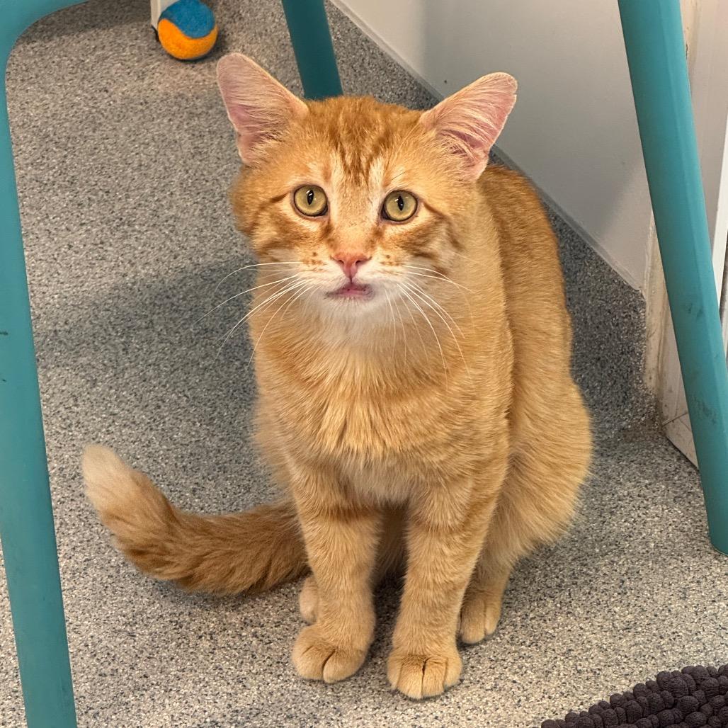 Pedro Pascal, a Adoptable Domestic Short Hair in Wheeling, IL image 2/6