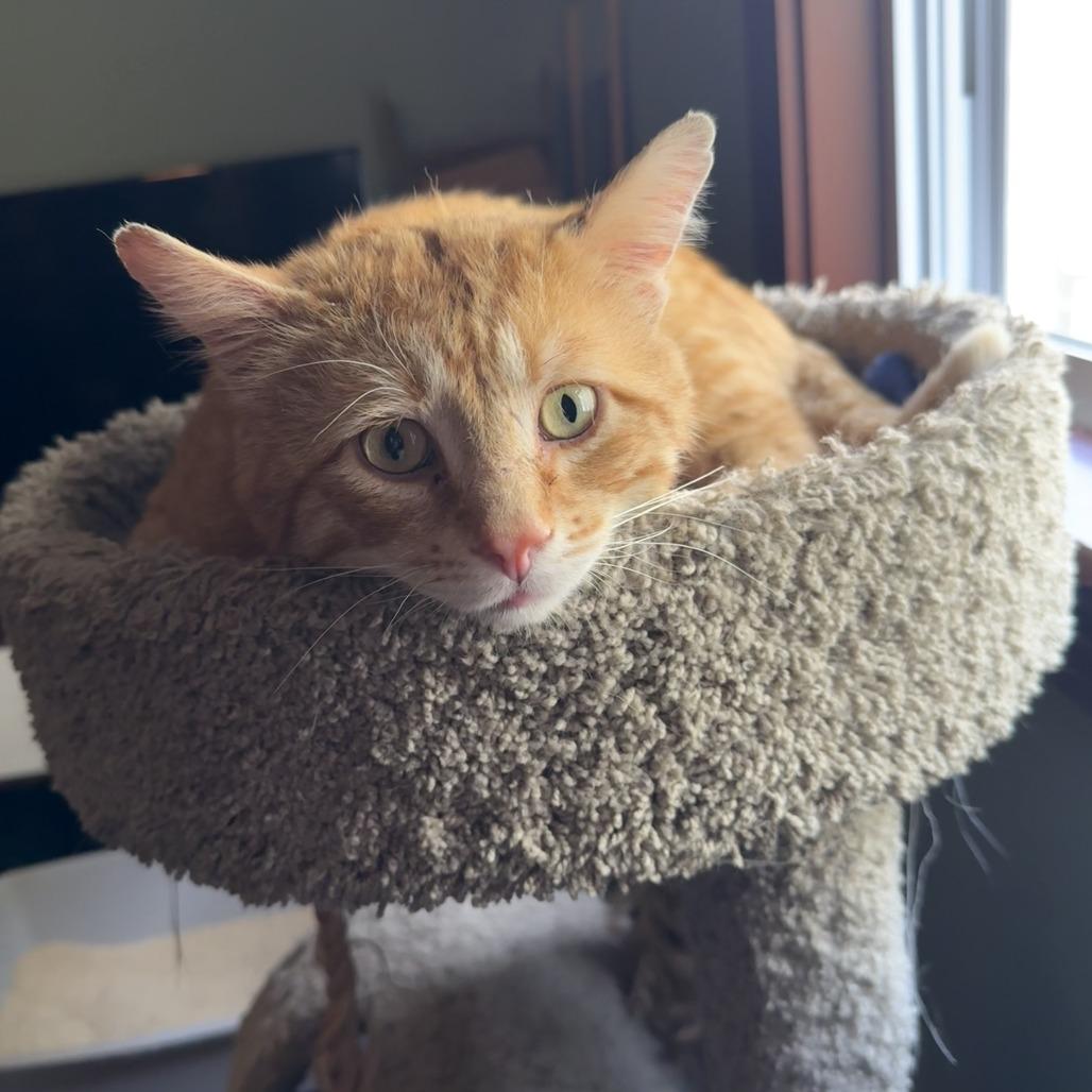 Pedro Pascal, a Adoptable Domestic Short Hair in Wheeling, IL image 3/6