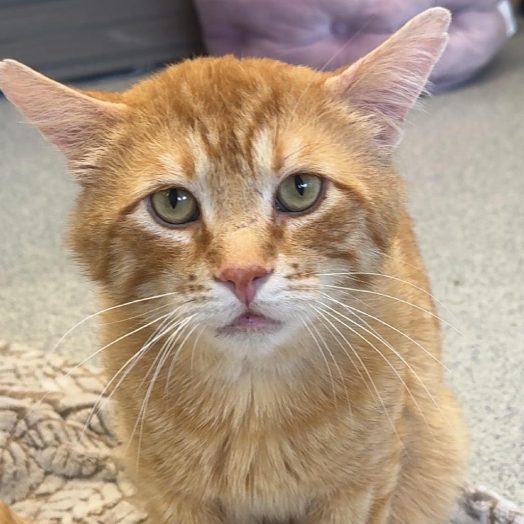 Pedro Pascal, a Adoptable Domestic Short Hair in Wheeling, IL image 4/6