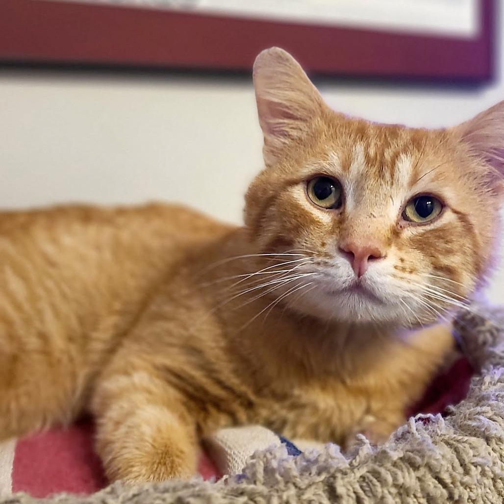 Pedro Pascal, a Adoptable Domestic Short Hair in Wheeling, IL image 5/6