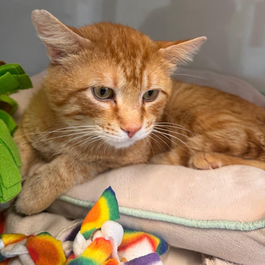 Pedro Pascal, a Adoptable Domestic Short Hair in Wheeling, IL image 6/6