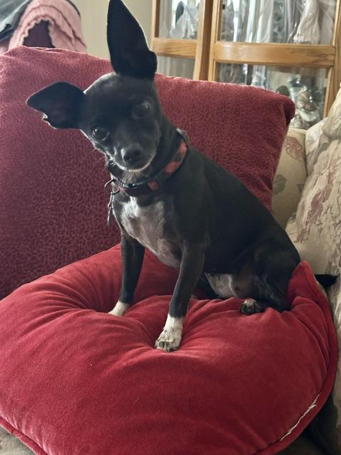 Enlarge Choo Choo, an adopted mixed breed in Rancho Palos Verdes, CA image 4/5