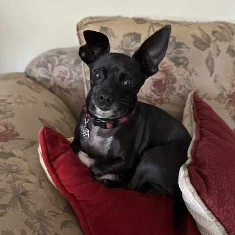 Enlarge Choo Choo, an adopted mixed breed in Rancho Palos Verdes, CA image 3/5