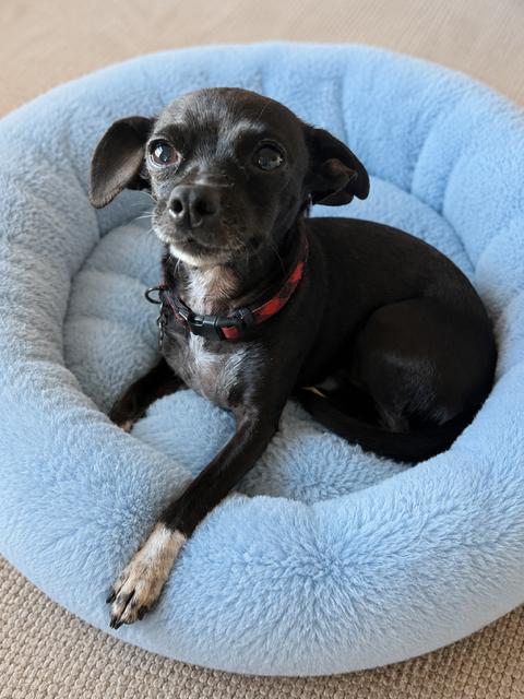 Enlarge Choo Choo, an adopted mixed breed in Rancho Palos Verdes, CA image 2/5