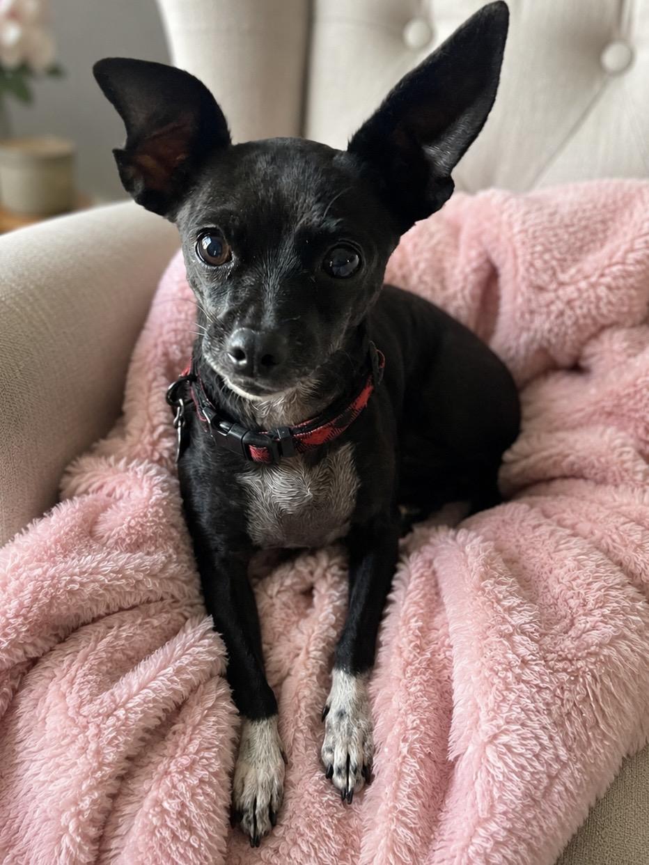 Choo Choo, adopted, Adult Female Chihuahua.