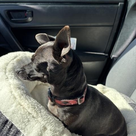 Enlarge Choo Choo, an adopted mixed breed in Rancho Palos Verdes, CA image 5/5