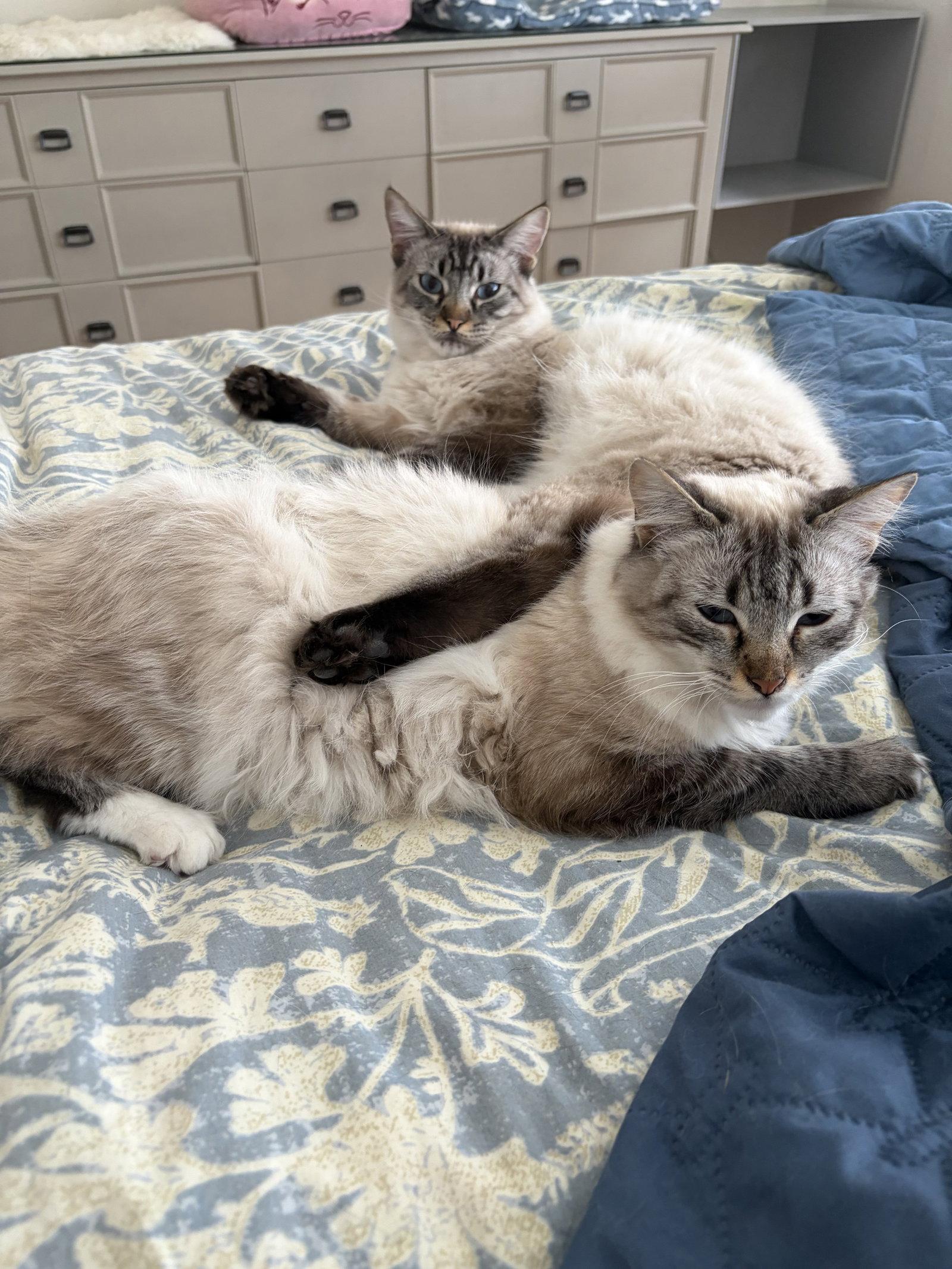 Poppie & Pip, Adoptable, Young Male Siamese & Domestic Long Hair.