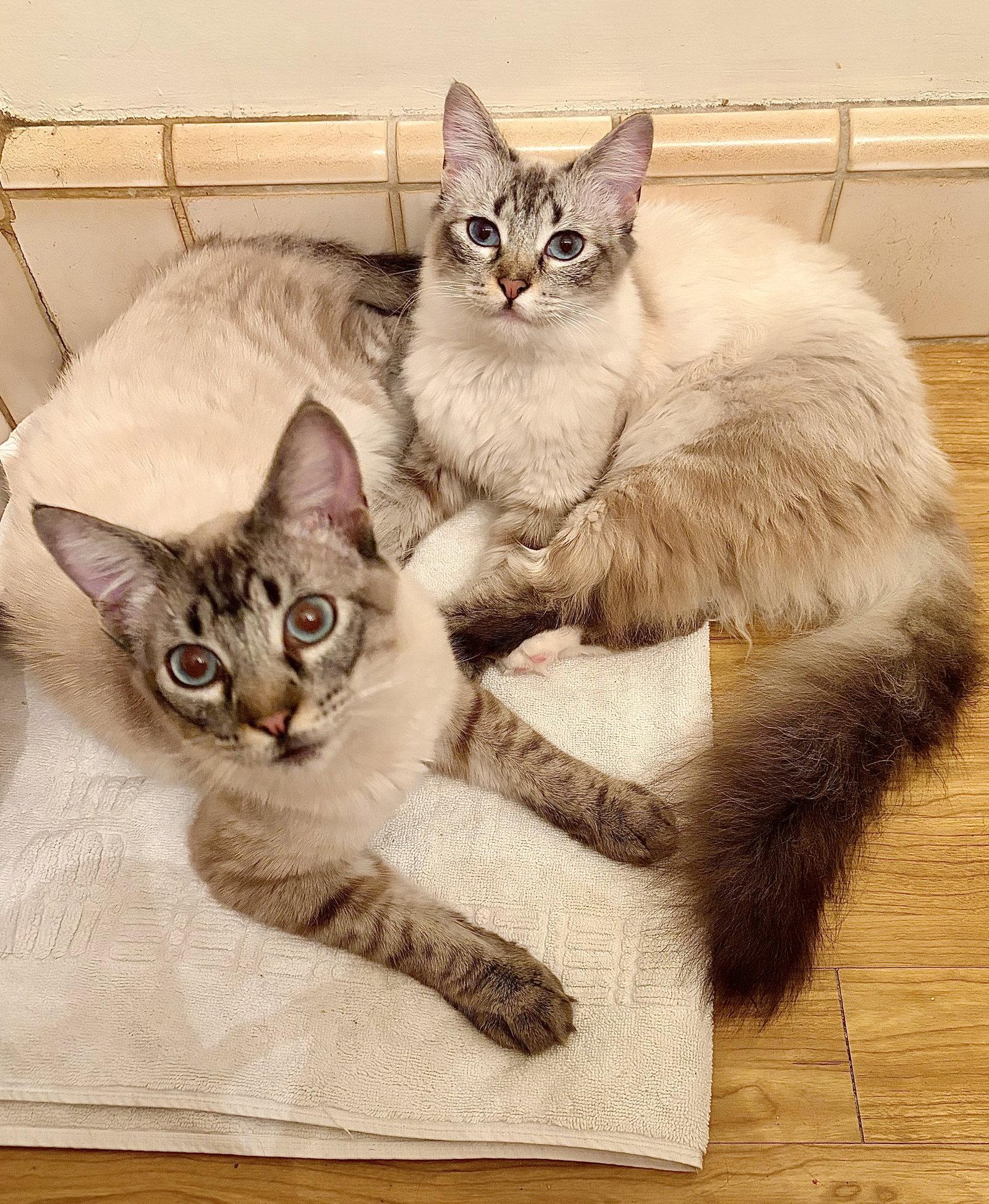 Poppie & Pip, a Adoptable mixed breed in Long Beach, CA image 2/3