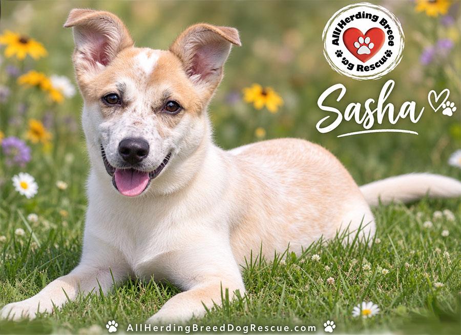 Sasha, an adopted mixed breed in Joliet, IL image 4/4