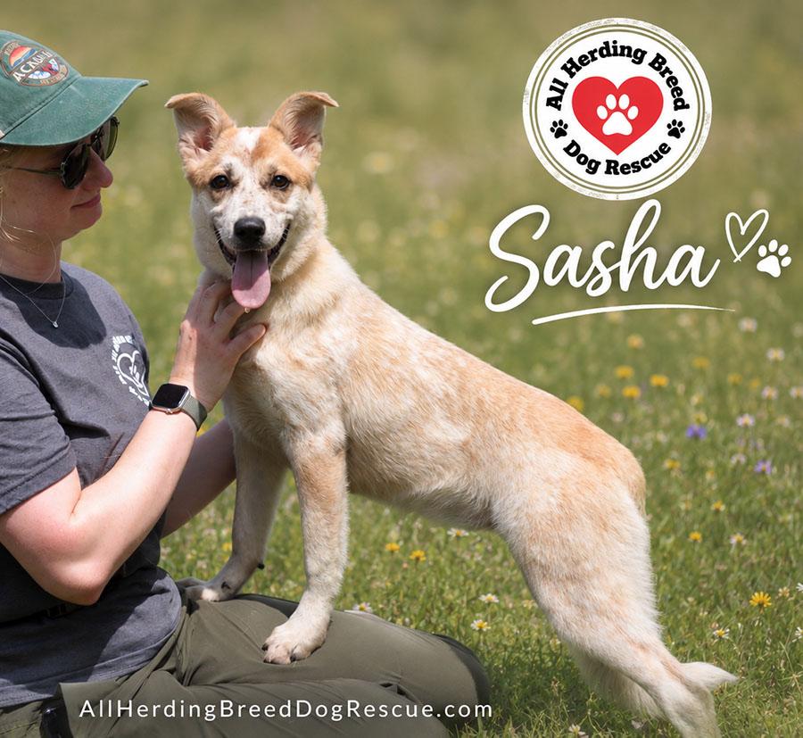 Sasha, an adopted mixed breed in Joliet, IL image 2/4