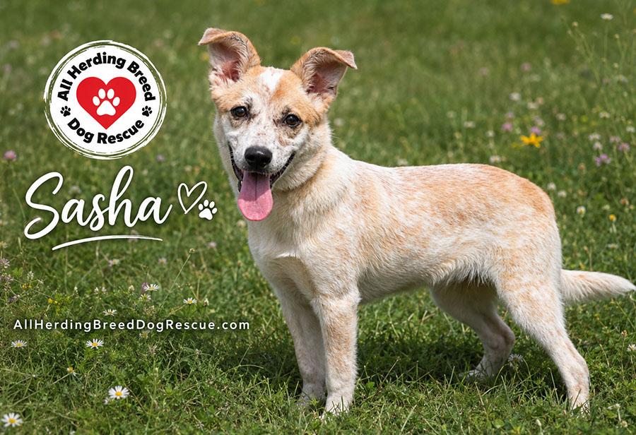 Sasha, an adopted mixed breed in Joliet, IL image 3/4
