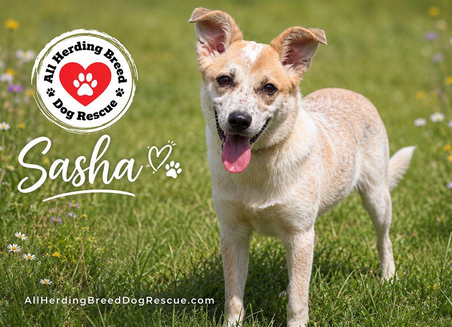 Sasha, an adopted mixed breed in Joliet, IL image 1/4