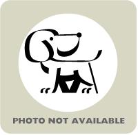 Vengeance, Adoptable, Puppy Female Mixed Breed & Mixed Breed.