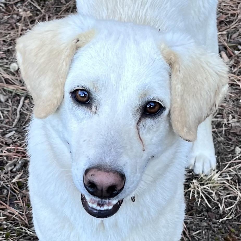Dixie, ADOPTABLE, Young Female Labrador Retriever.