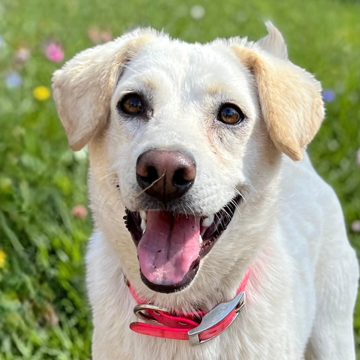 Enlarge Dixie, a ADOPTABLE mixed breed in Cedar Mountain, NC image 1/6