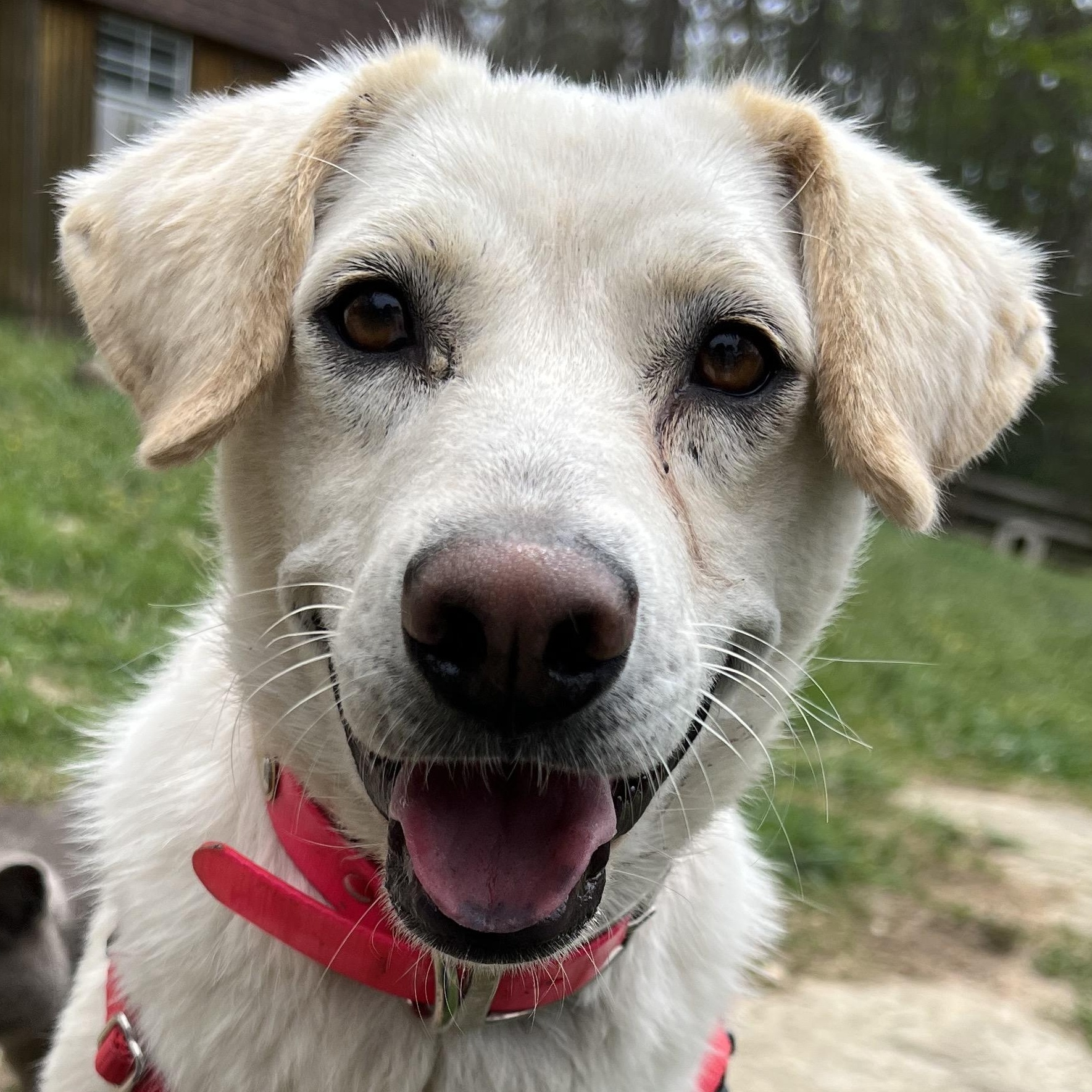 Dixie, adoptable, Young Female Labrador Retriever.