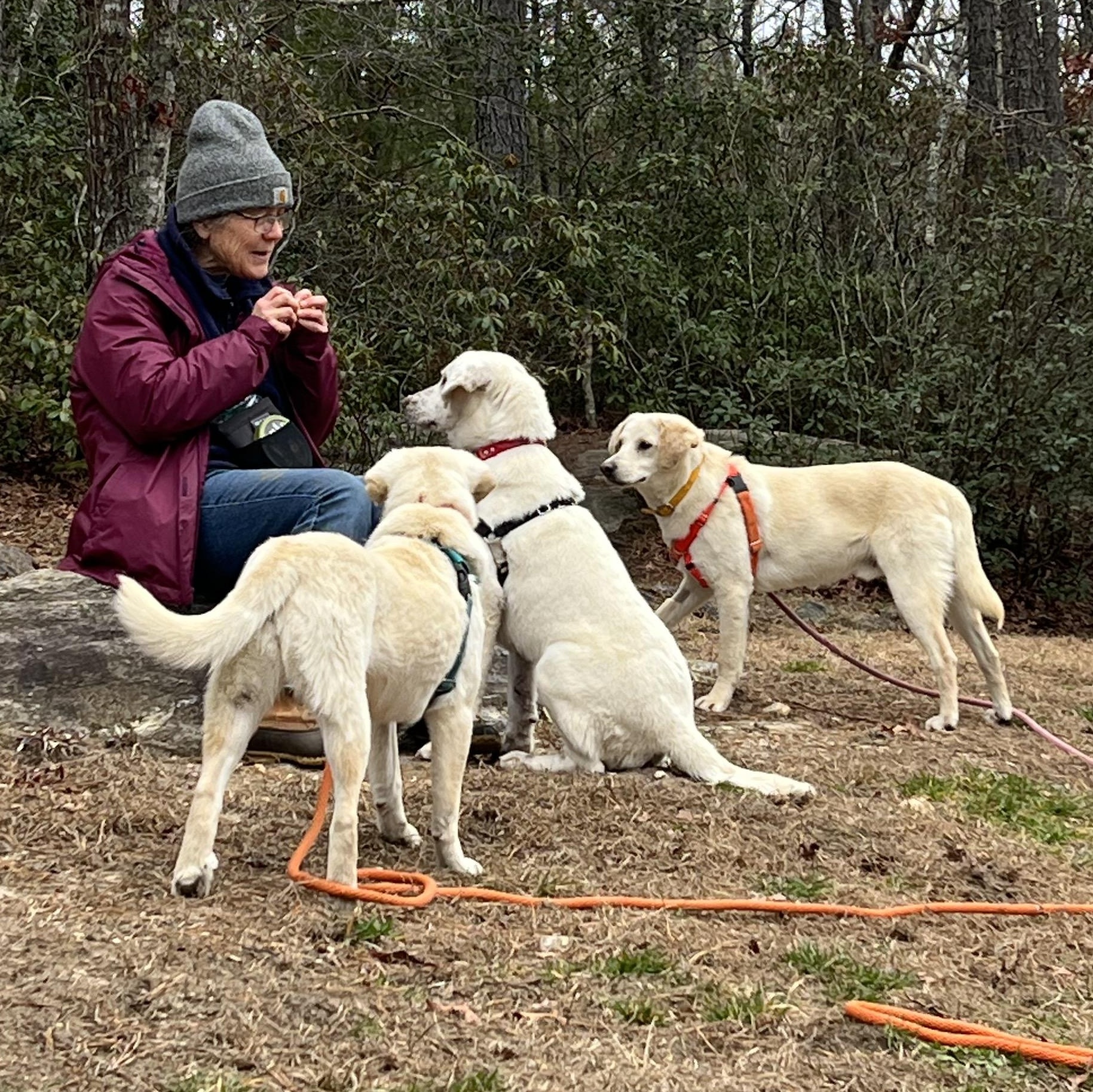 Dixie, a ADOPTABLE mixed breed in Cedar Mountain, NC image 6/6