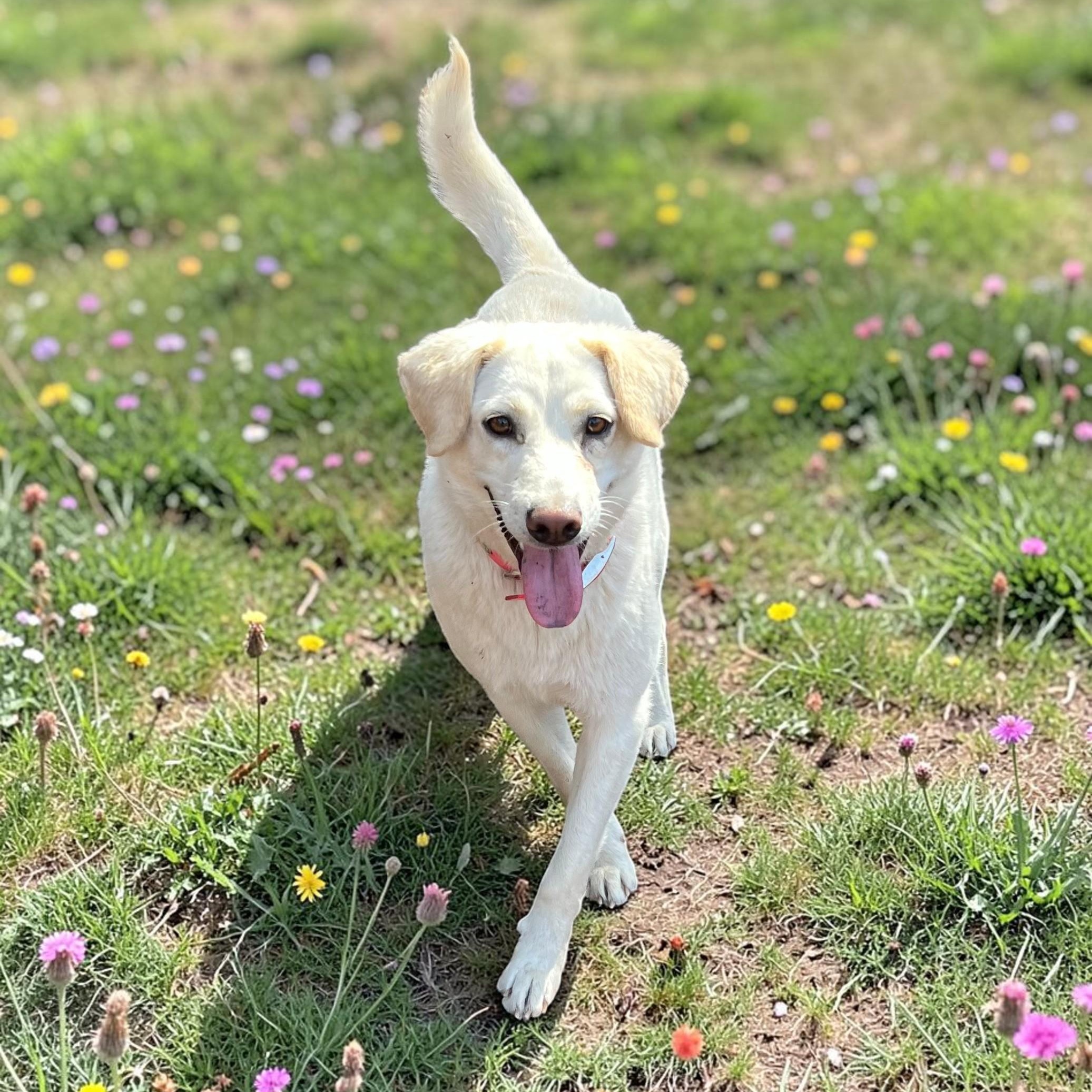 Dixie, an adoptable mixed breed in Cedar Mountain, NC image 2/6