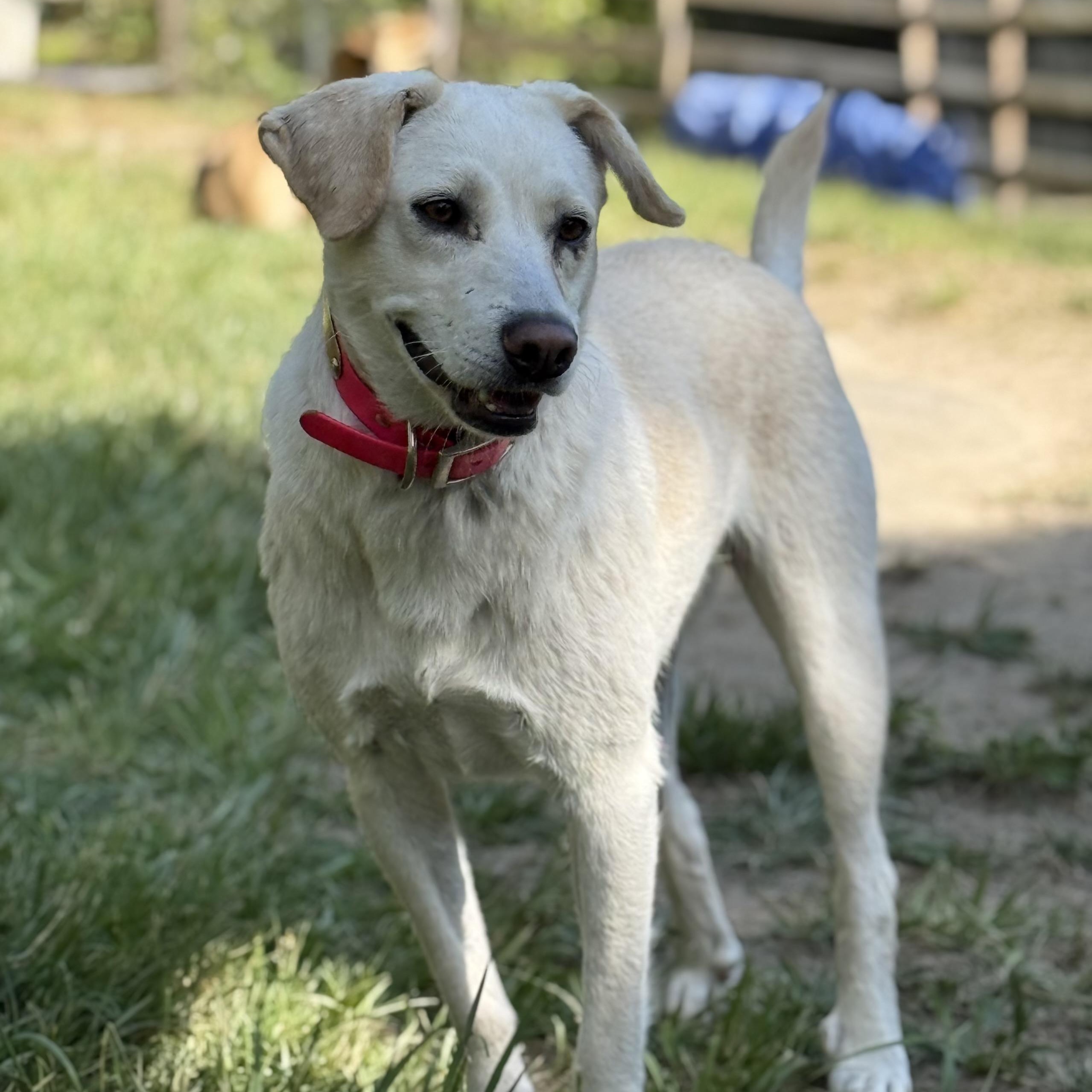 Dixie, an adoptable mixed breed in Cedar Mountain, NC image 6/6