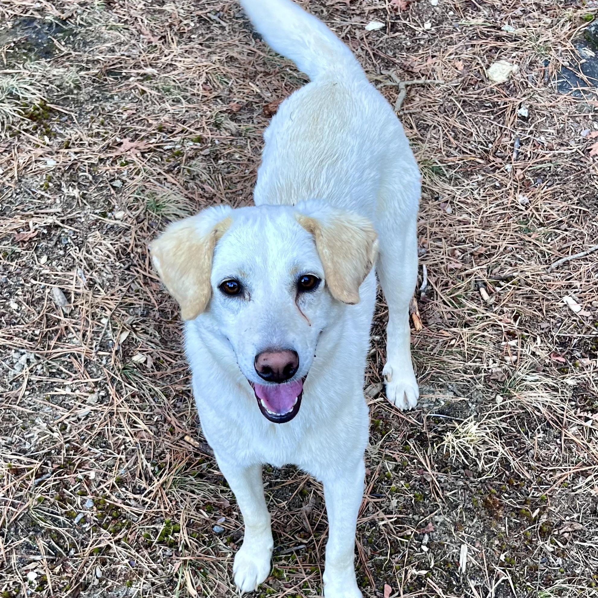 Dixie, a ADOPTABLE mixed breed in Cedar Mountain, NC image 4/6