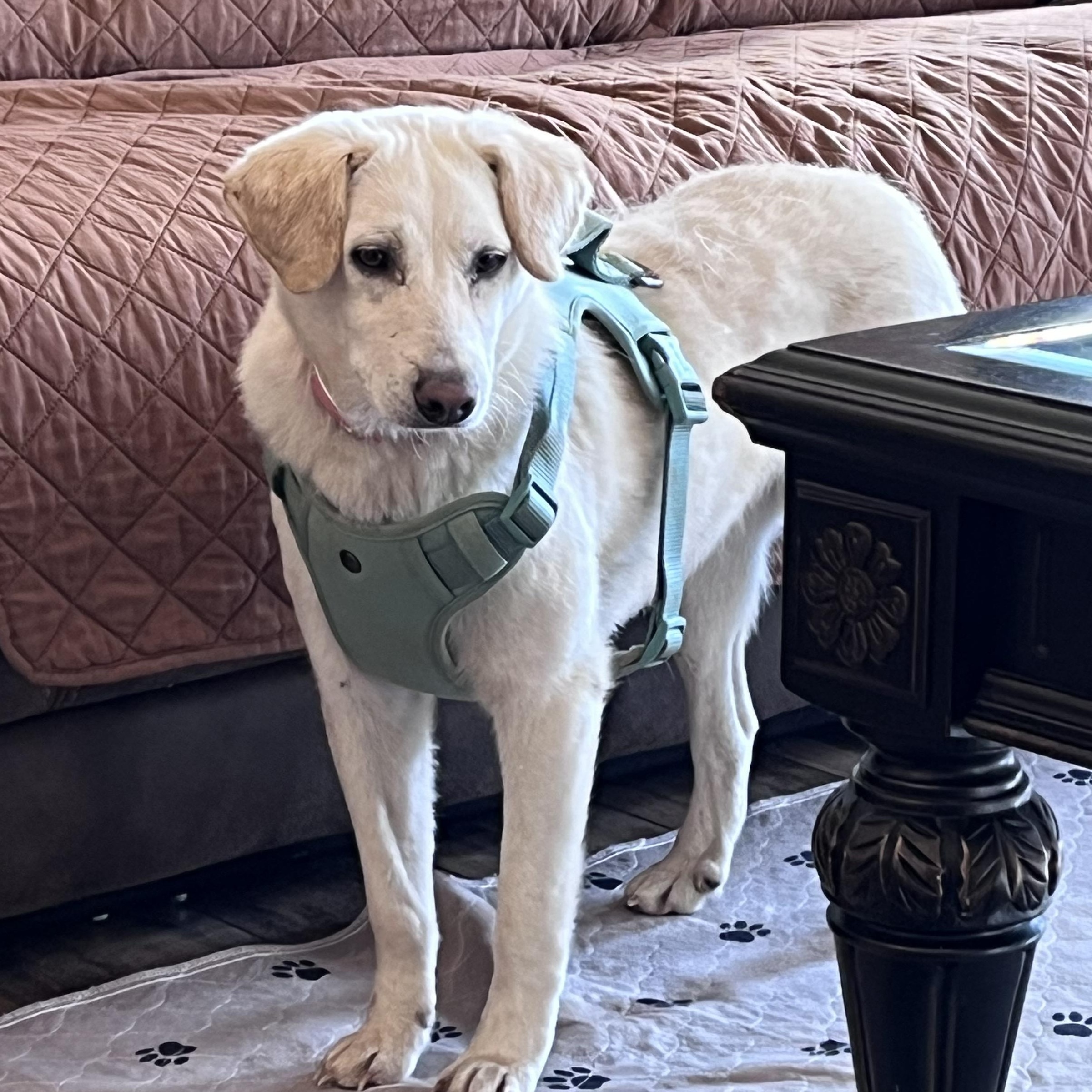 Dixie, a ADOPTABLE mixed breed in Cedar Mountain, NC image 3/6