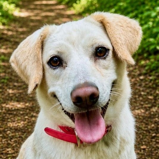 Dixie, adoptable, Young Female Labrador Retriever.