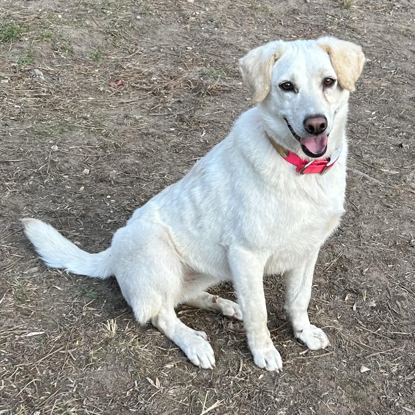 Enlarge Dixie, a ADOPTABLE mixed breed in Cedar Mountain, NC image 2/6