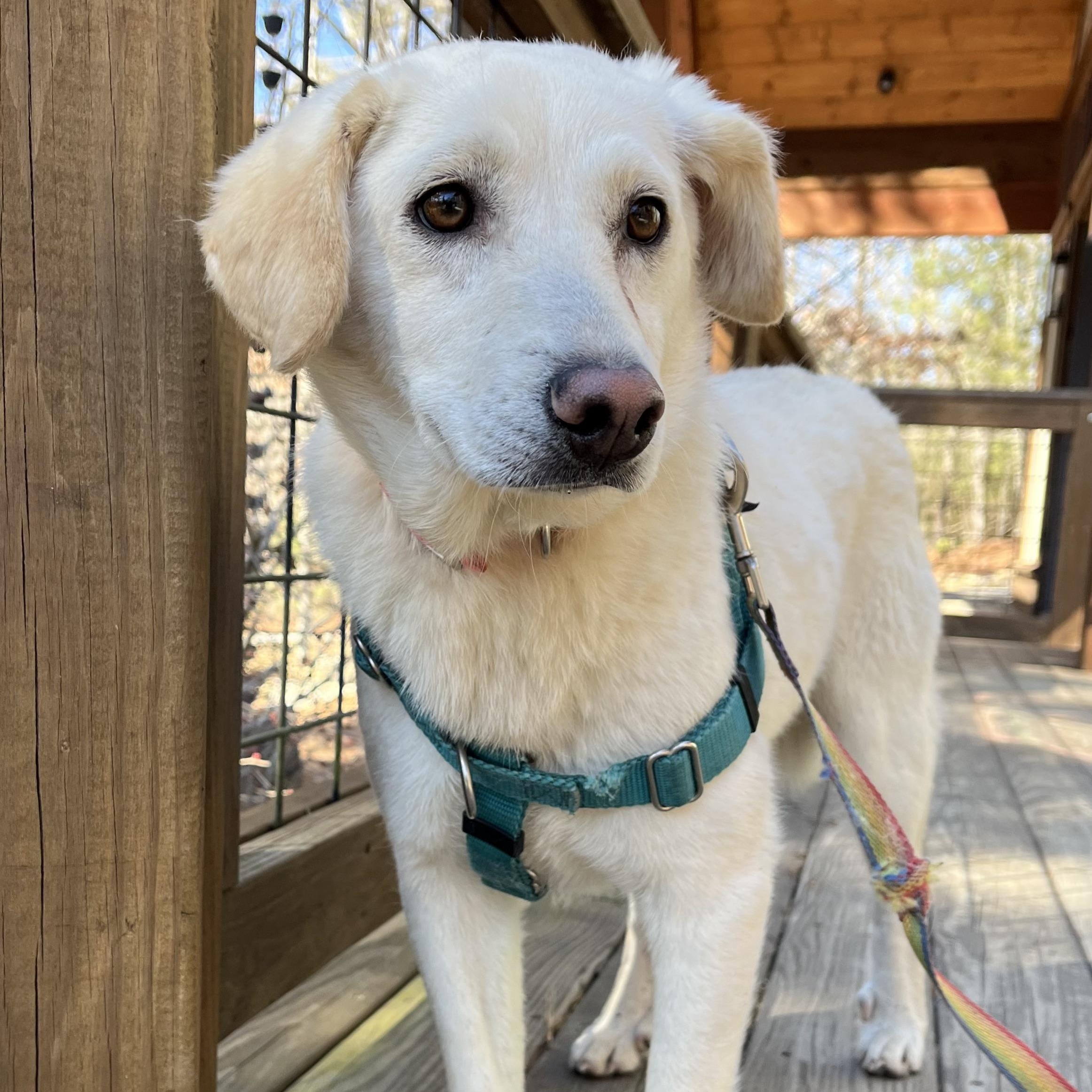 Dixie, a ADOPTABLE mixed breed in Cedar Mountain, NC image 5/6