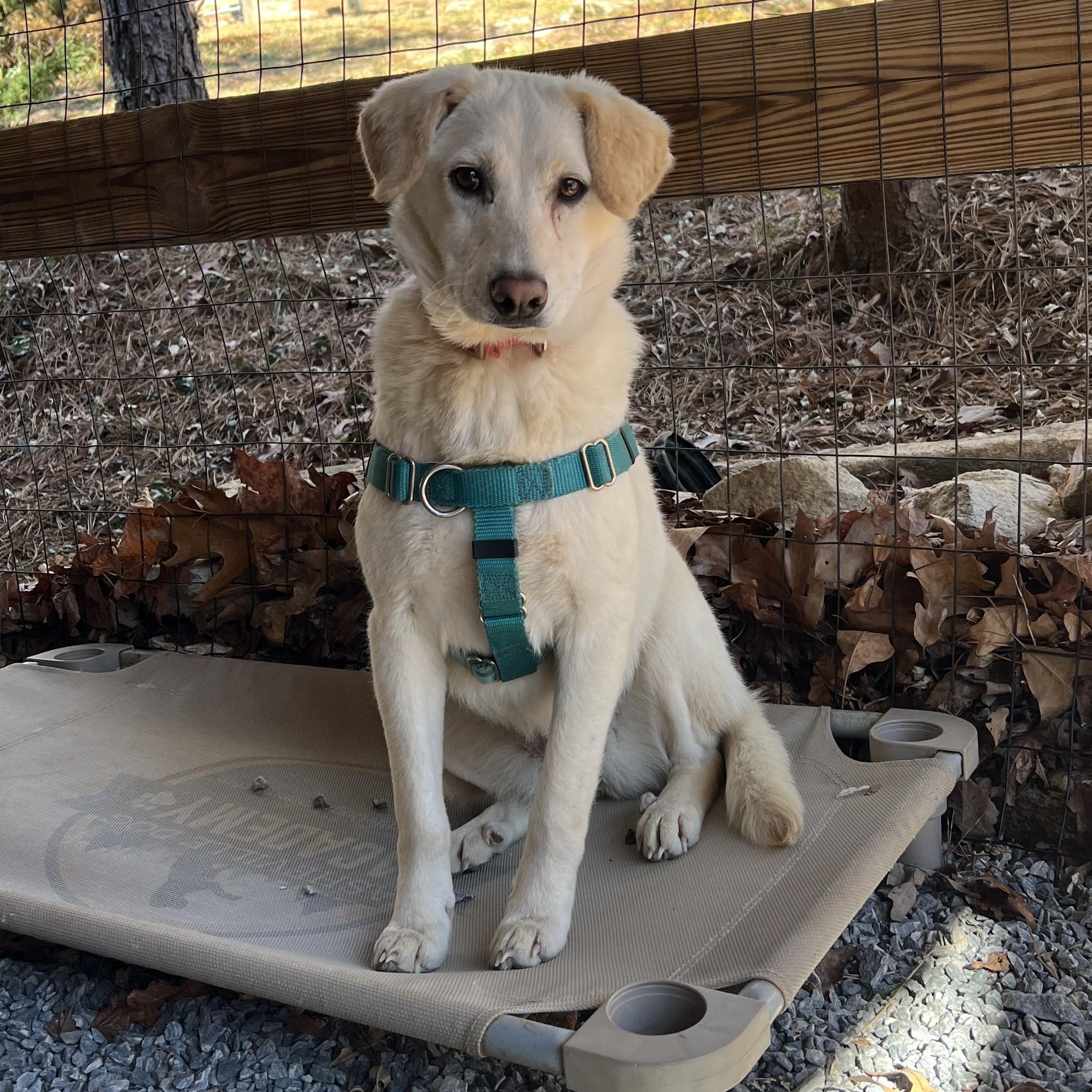 Dixie, a ADOPTABLE mixed breed in Cedar Mountain, NC image 2/6