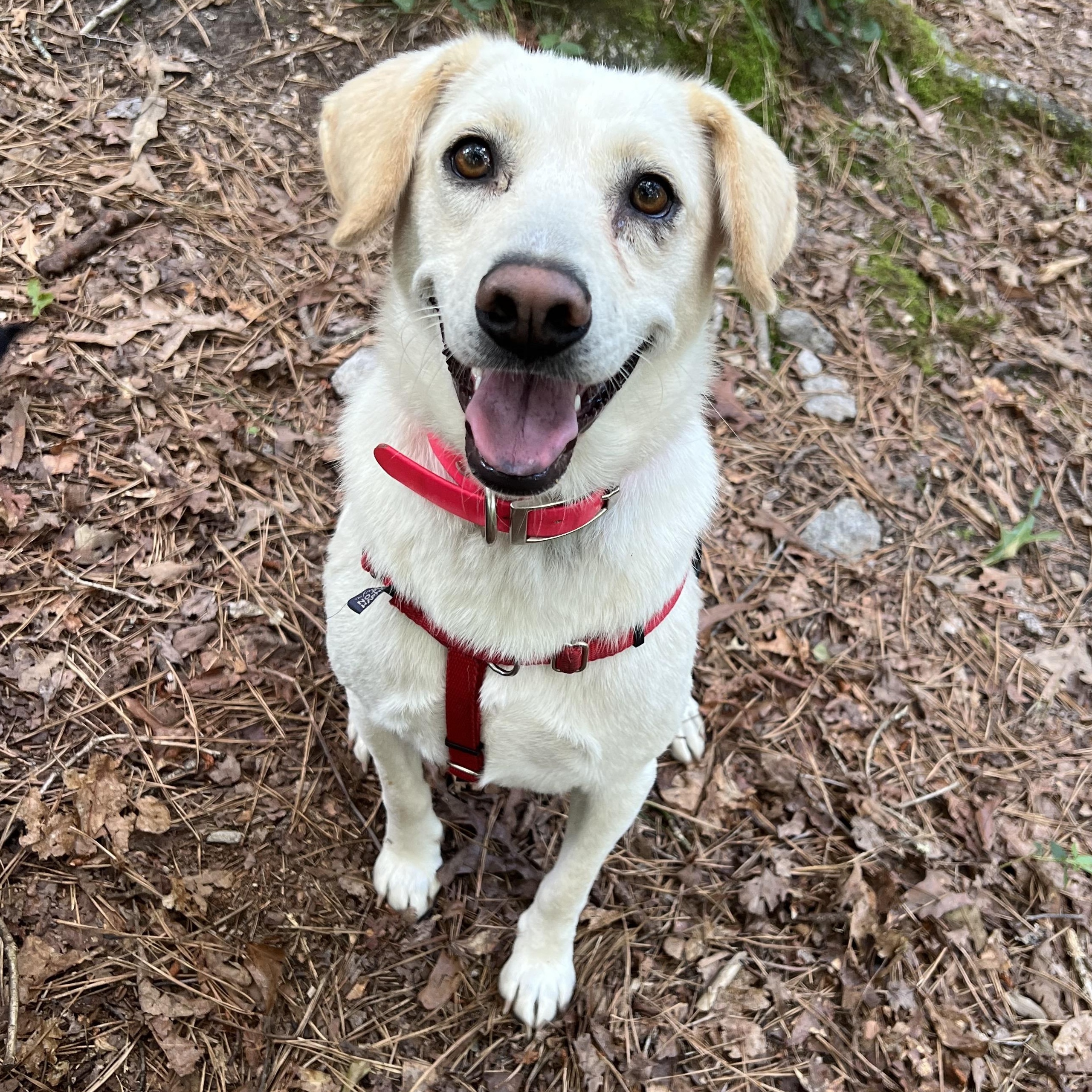Dixie, an adoptable mixed breed in Cedar Mountain, NC image 6/6