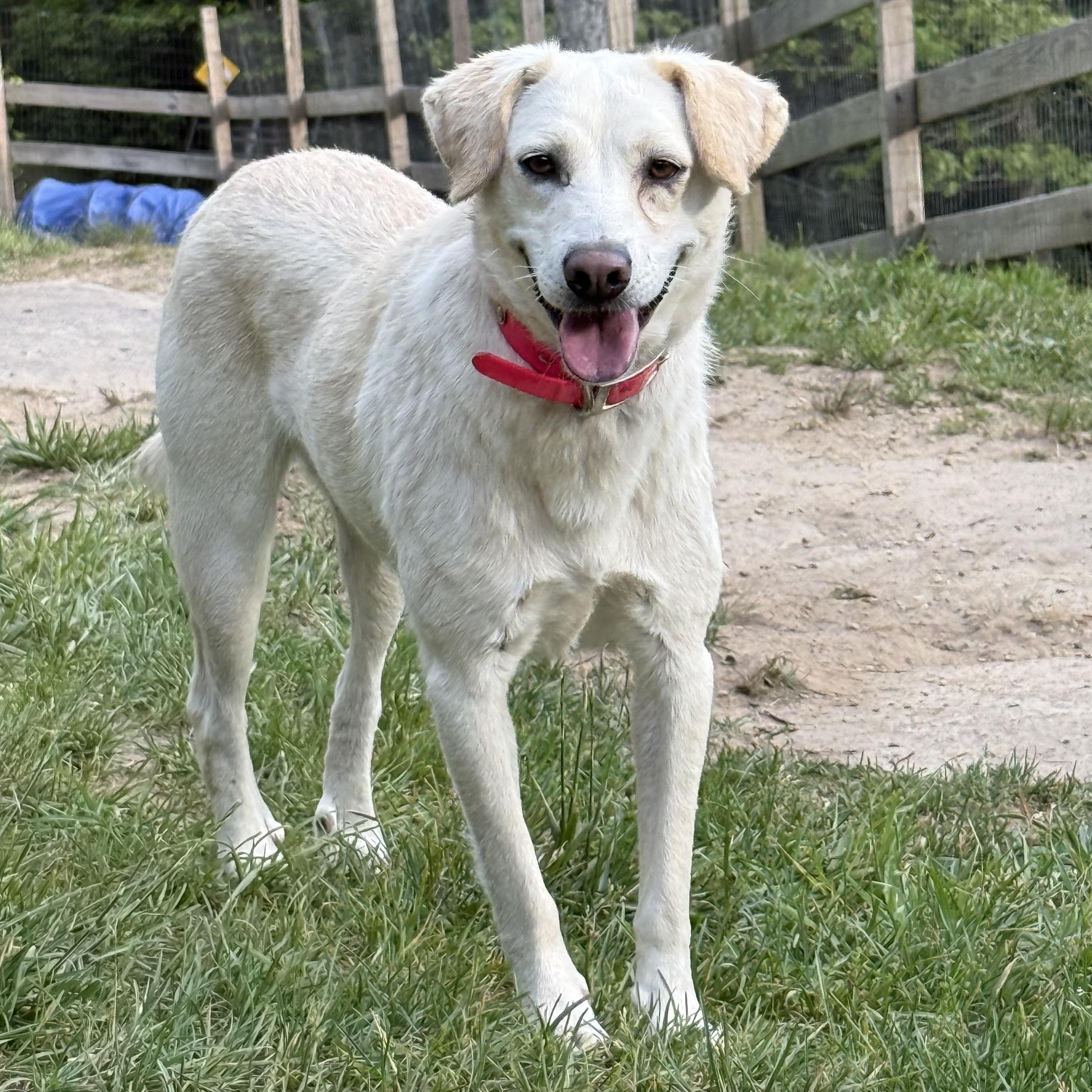 Dixie, an adoptable mixed breed in Cedar Mountain, NC image 4/6