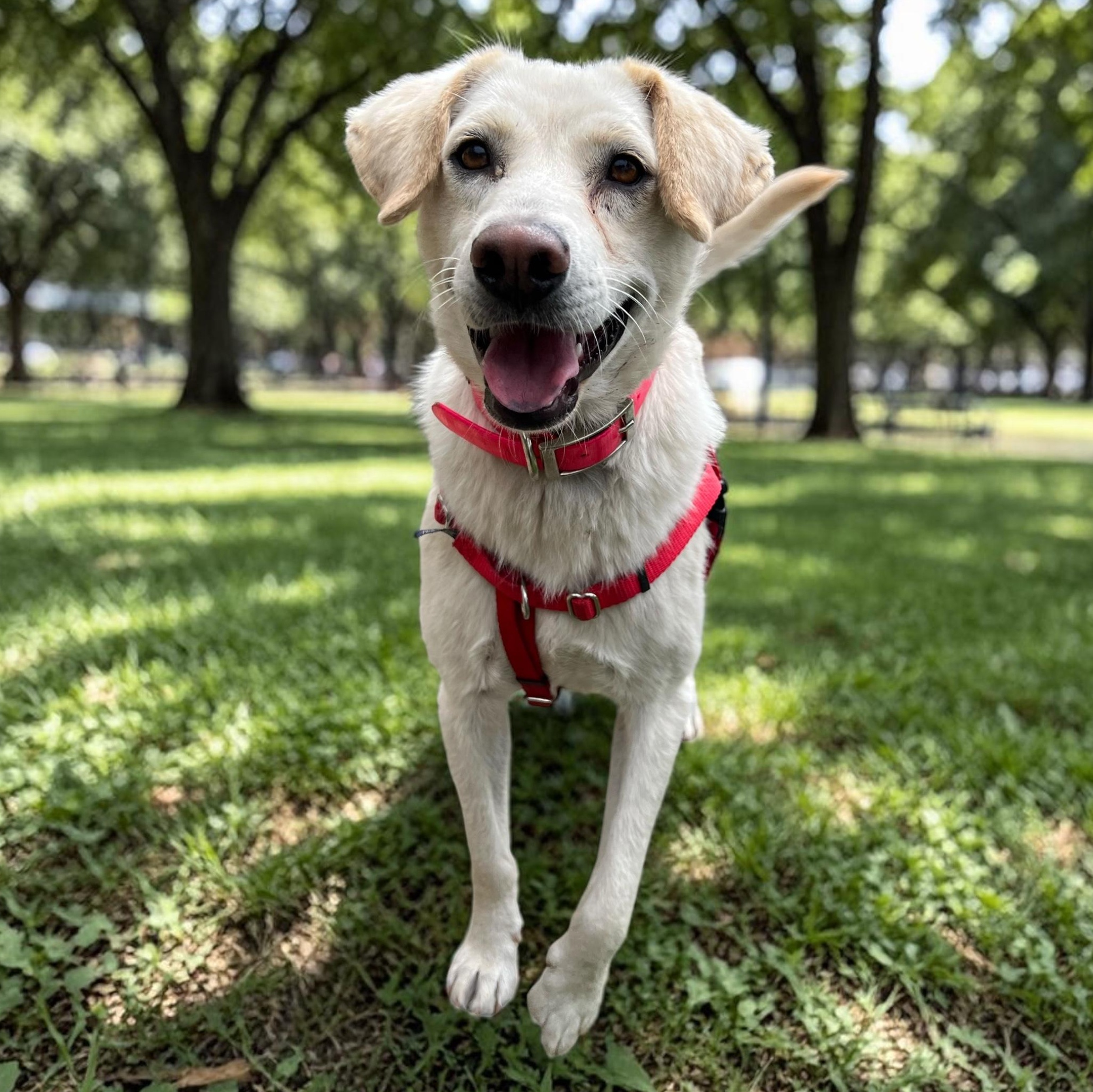 Dixie, an adoptable mixed breed in Cedar Mountain, NC image 5/6