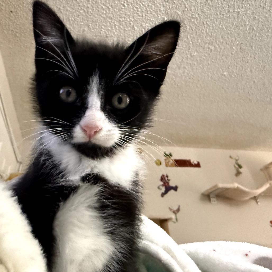 Oreo, Adoptable, Kitten Male Domestic Medium Hair.