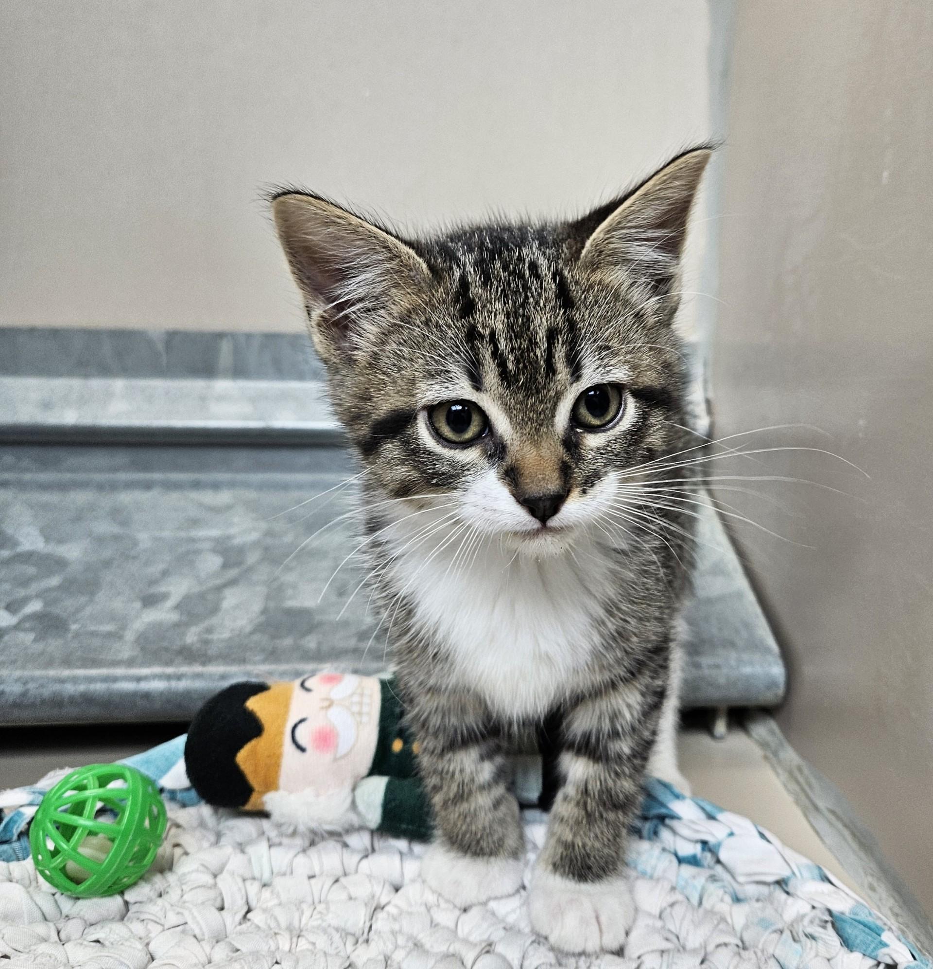 Enlarge 59959494, a ADOPTABLE Domestic Short Hair in Elko, NV image 1/1