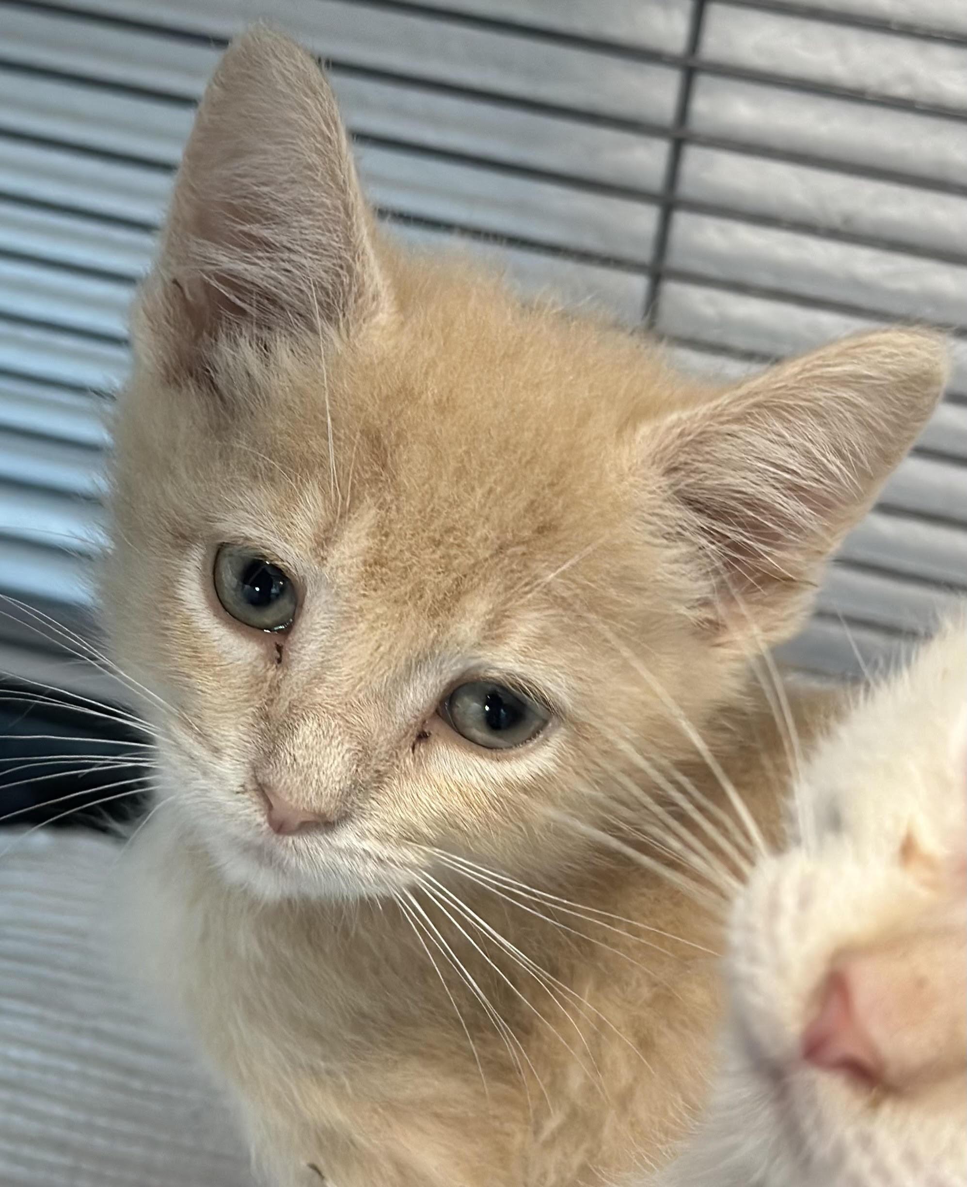 Rugby, adopted, Kitten Male Domestic Short Hair.