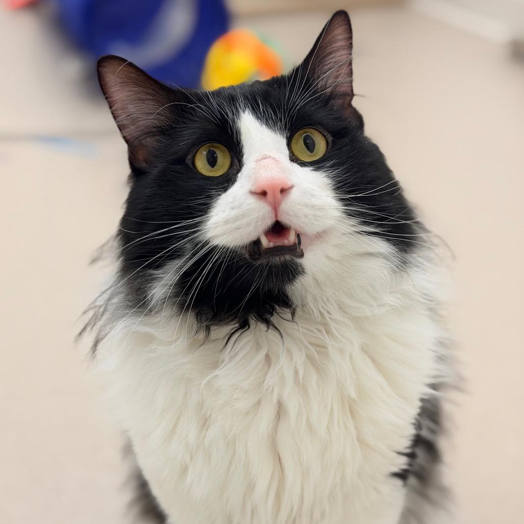 Jonesy — thumbnail 2