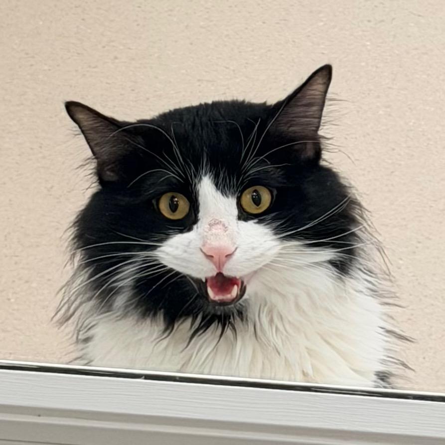 Jonesy — thumbnail 3