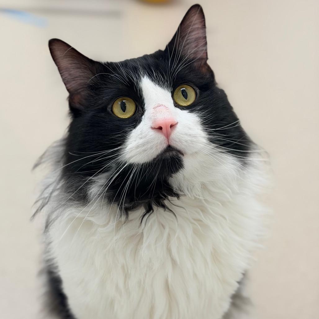 Jonesy — thumbnail 4