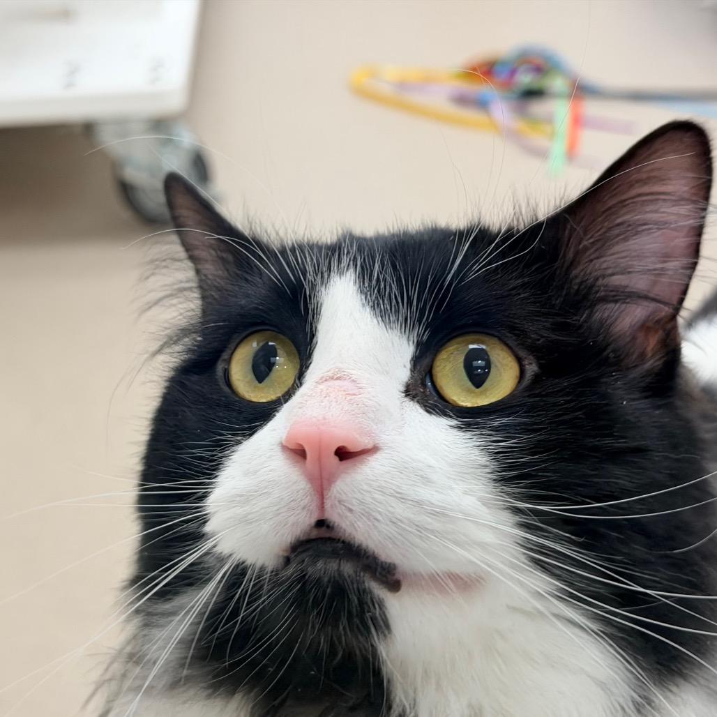 Jonesy — thumbnail 6