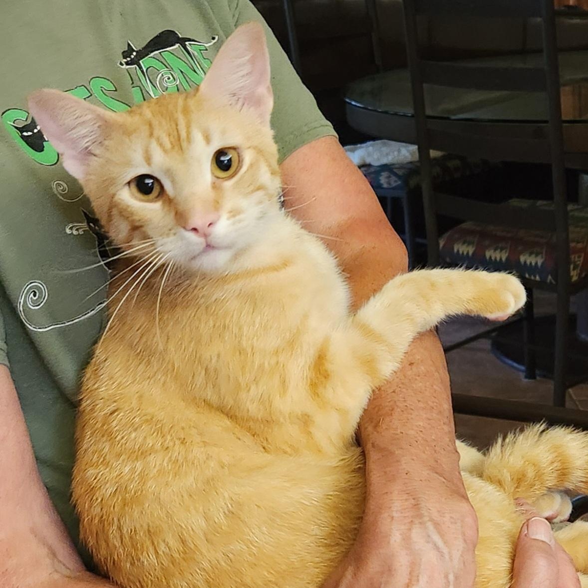 Enlarge Mac N Cheese, a Adoptable mixed breed in Magnolia, TX image 3/3