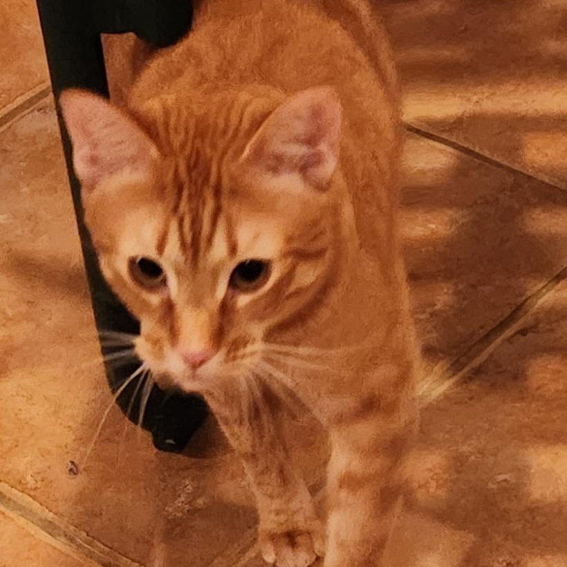 Mac N Cheese, Adoptable, Adult Male Tabby & Domestic Short Hair.