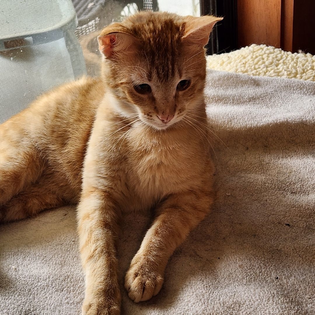 Enlarge Mac N Cheese, a Adoptable mixed breed in Magnolia, TX image 5/5